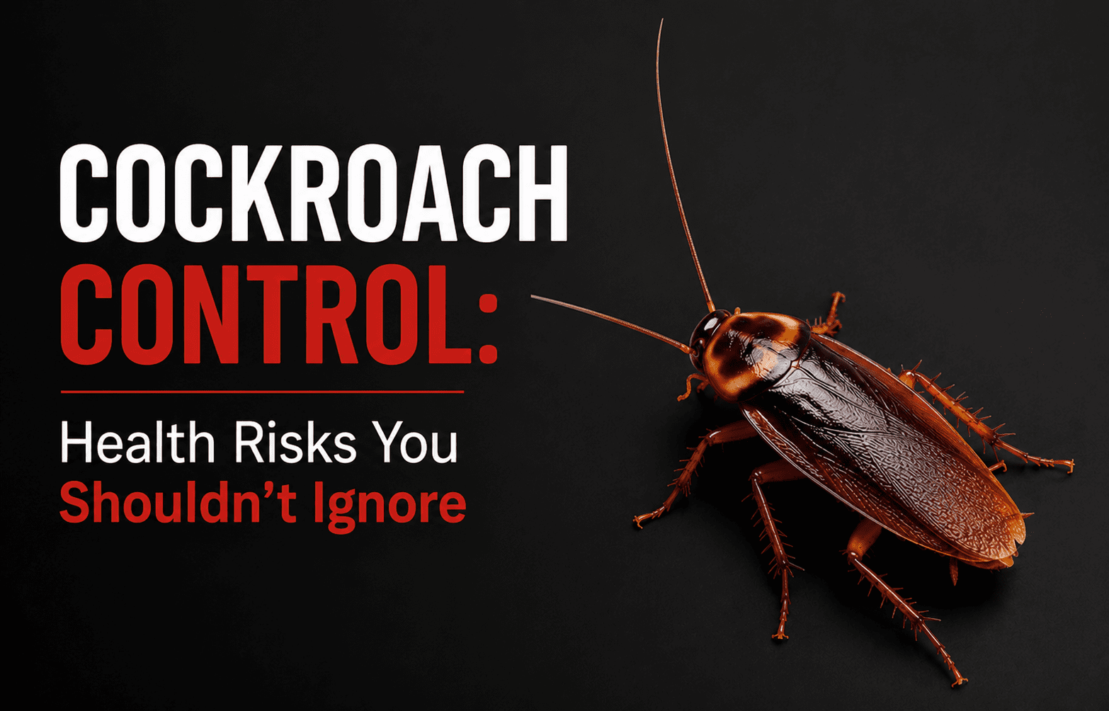 Cockroach Control: Health Risks You Shouldn’t Ignore
