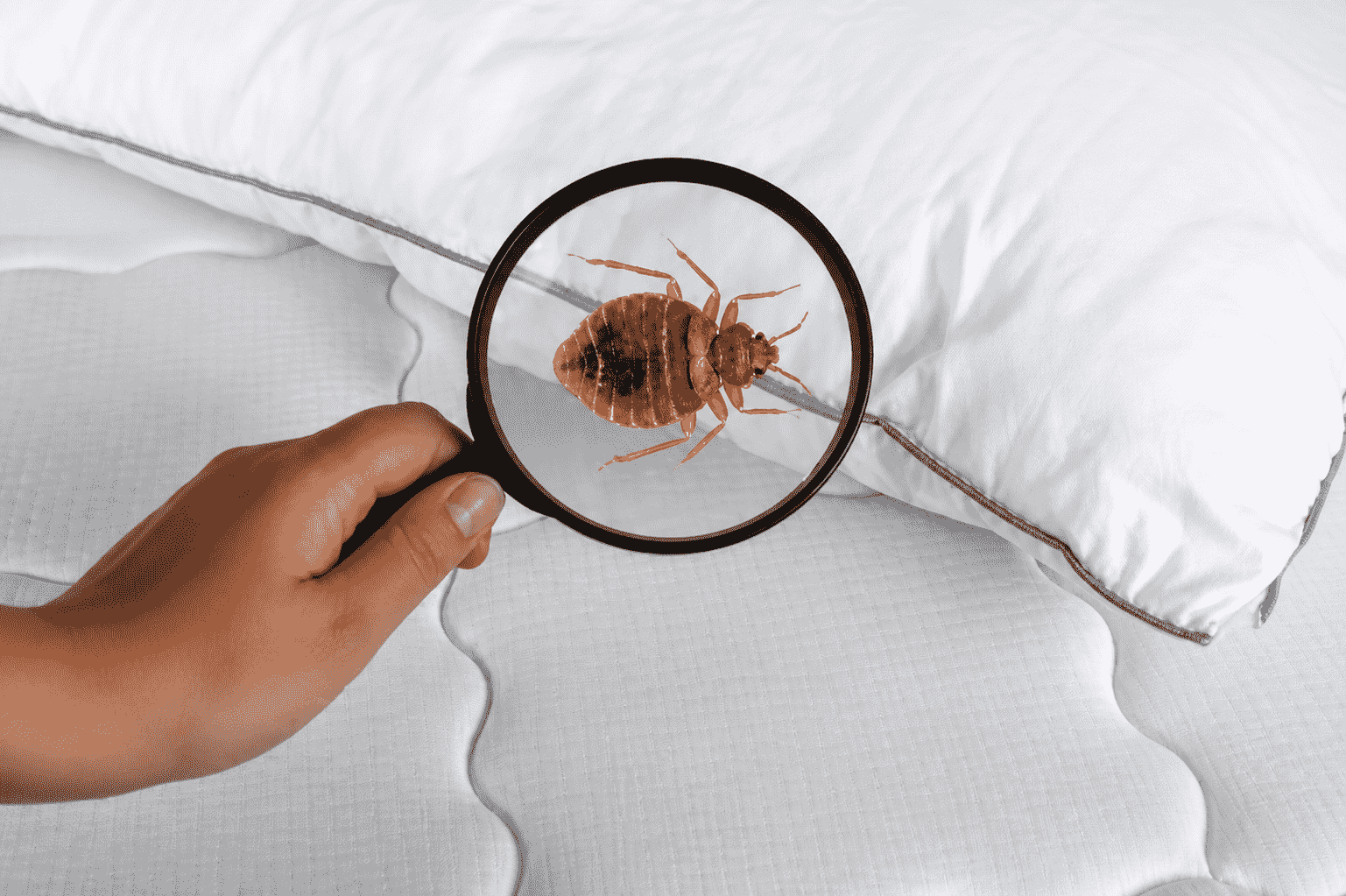 bed bug control service by Pestwale, bed bug infestation mattress, pest control technician bed bug treatment, khatmal treatment process, bed bug inspection service, mattress pest control, pest control Mumbai, bed bug treatment Ahmedabad - 3