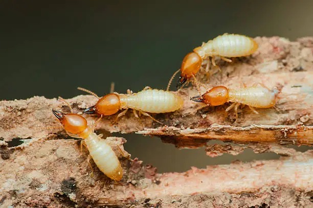 termite control service by Pestwale - 2
