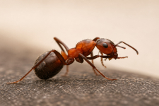 Ant Control