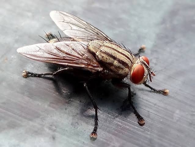 House Fly & Sand Fly