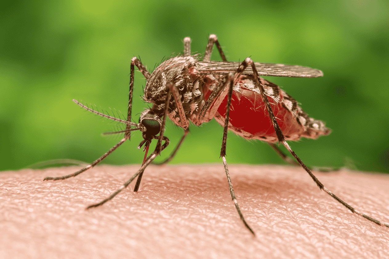 Mosquito control