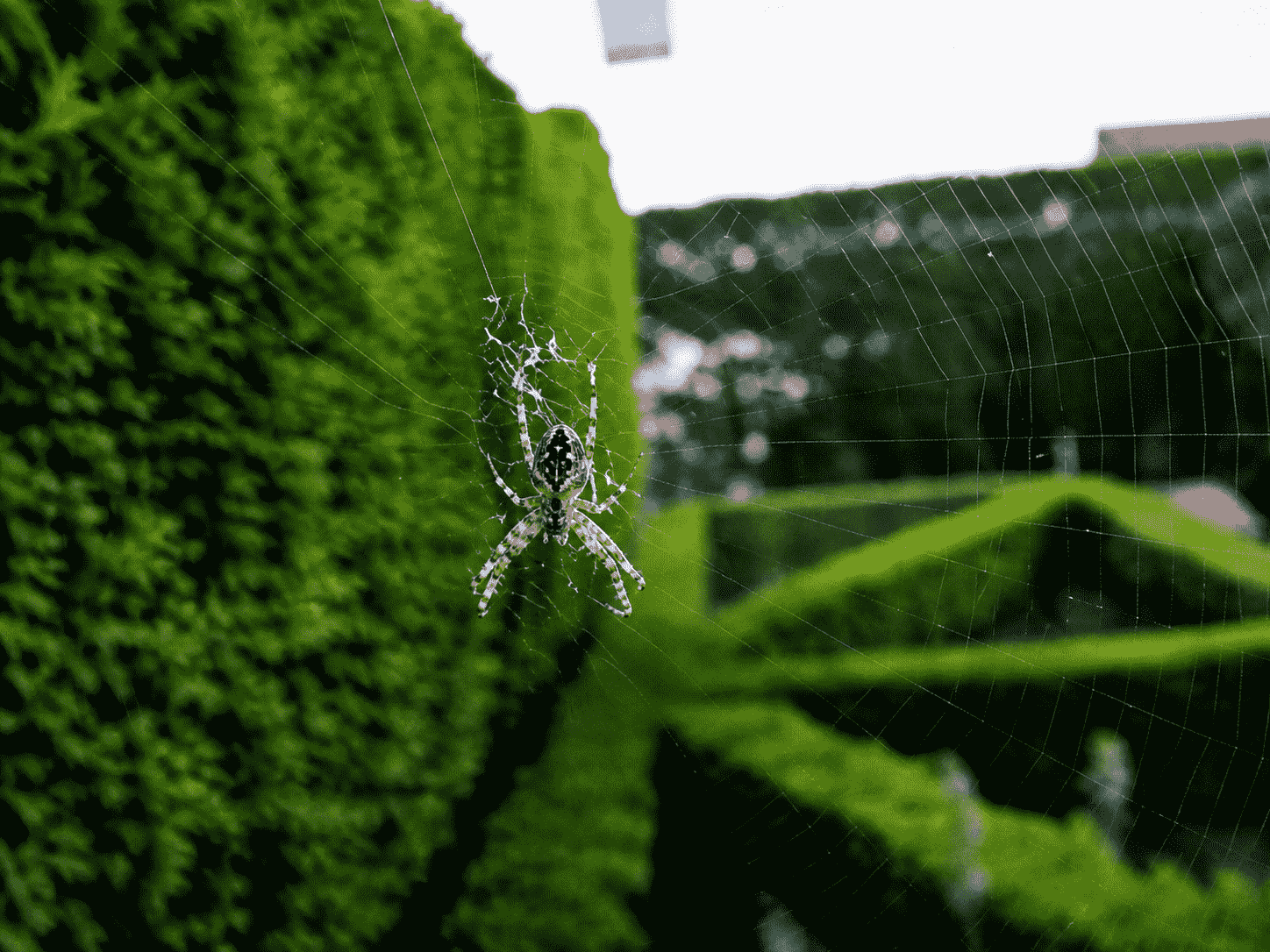 spider control service by Pestwale, spider web removal service, pest control technician spider treatment, makdi control process, indoor spider infestation, pest control Mumbai spider service, spider control Ahmedabad, professional pest control India - 3