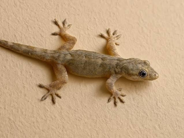 Lizard Control